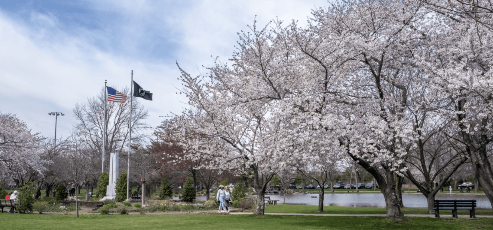 Town Hall Cherry Blossoms